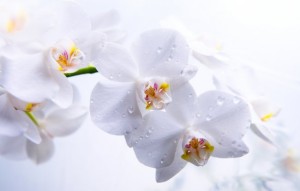 orchid_2-300x191 Вітаємо іменинницю