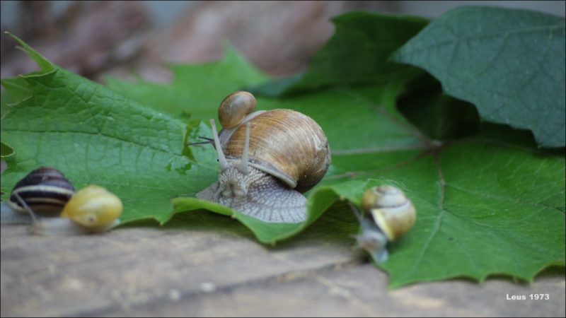 IMG_2330-starosambir-2020-800x450 Фотографії садових слимаків (фото+відео)