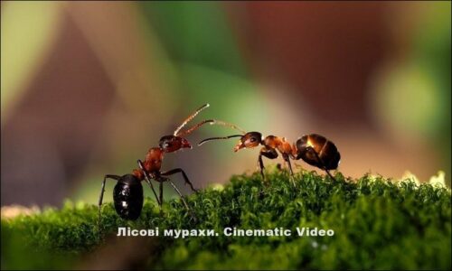 Lisovi-murakhy-video-800x600-Starosambirs-ki-visti-500x300 Лісові мурахи. Cinematic video