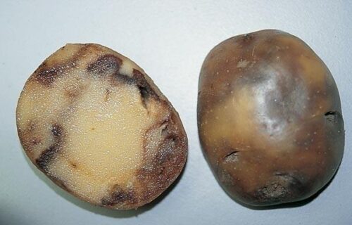 53-5-500x320 Хвороби картоплі: бура гниль