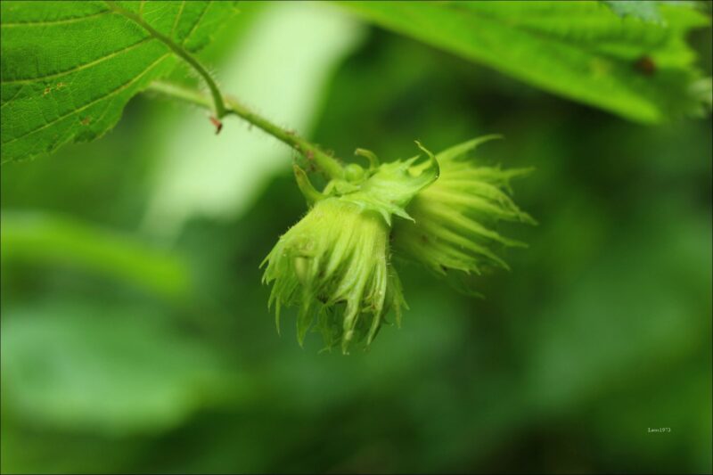IMG_5771-Kopiiuvaty-800x533 Фотоальбом "Лісові квіти"