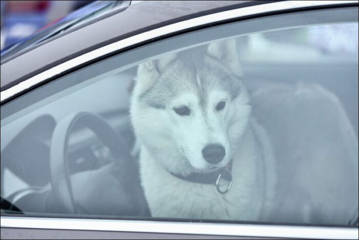 dog-1-Starosambirski-visti-700x468 Жорстоке поводження з тваринами: яка відповідальність?