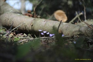 IMG_4416-1280x768-300x200 Фотографії весняного лісу