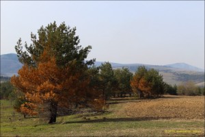 IMG_4475-1280x768-300x200 Фотографії весняного лісу