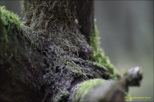 IMG_4513-1280x768-300x200 Фотографії весняного лісу